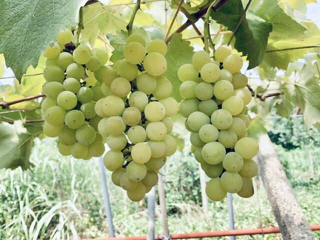 ぶどうやさん西村 - 動橋/ジューススタンド | 食べログ