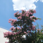 ラーメン二郎 - 近くで咲く百日紅