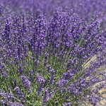 Tambara Lavender Park - 