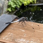 カフェアンドショップ ロータスランド - 店内 目の前に蜻蛉
      2023/08/01
      スタミナモーニング ドリンク付 660円
      ✳︎和紅茶 （お代わり可）
      お得なモーニング Cセット ドリンク付 450円
      ✳︎プレミアムアイス豆乳