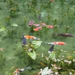 Fureai Bazaru - モネの池の写真です。