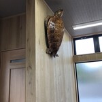 きみや  - 亀健在