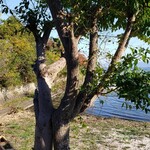 Terrace kitchen anju - 