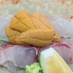 日本料理 TOBIUME - ⑥アコウ(正式名:キジハタ)(福岡県若松産)
      全て雌で生まれ1kgで全て雄に性転換するので2kgを超える大型は産卵期の夏でも味わいが落ちない、甘みのある旨みが特徴です
      赤雲丹の下にあります
