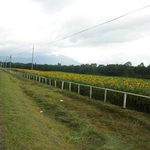 プラス１ - 小岩井はひまわりの頃