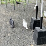 豊島屋 - 鶴岡八幡宮には白い鳩がいるのね
