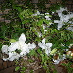 遠灯庵 - 入口の扉を開けると綺麗に飾られたユリなど