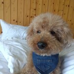 ガーデンリゾート淡路島 ハナアンドキッス - 