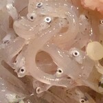 木挽町 とも樹 - 鮮度の違いは目でわかる。明日になるともうドロドロです\(//∇//)\