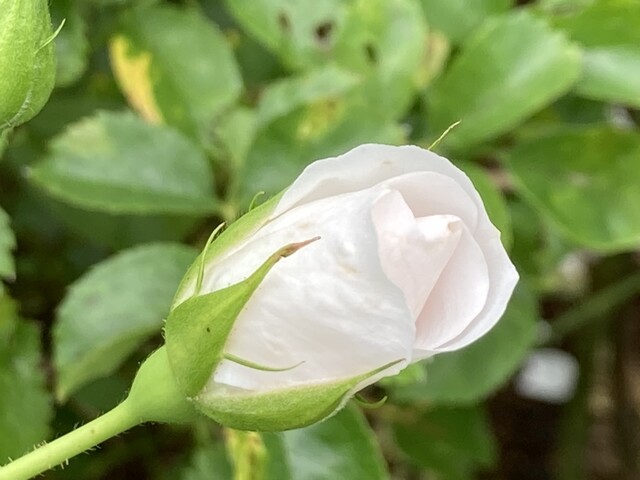 フェリシア（Felicia） - 仙台市泉区その他（カフェ）の写真