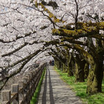 海老亭別館 - 磯部の桜