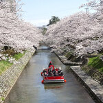 海老亭別館 - 松川の桜と遊覧船