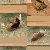 すし いわお -  すし いわお -