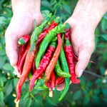辛いラーメン14 - 北海道の大地で育った『中澤さんちの唐辛子』を使用