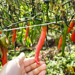 辛いラーメン14 - 北海道のなかでも寒暖の差が大きなむかわ町の日の光をたっぷり浴びて育った唐辛子を使用。