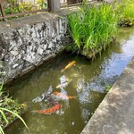 山田竹風軒本店 - 悠々と泳ぐ鯉