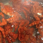 きくや - アメブロ写真：花咲蟹