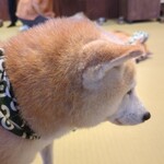 鎌倉乃豆柴カフェ - 