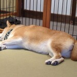 鎌倉乃豆柴カフェ - 