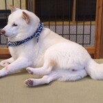 鎌倉乃豆柴カフェ - 