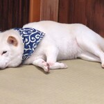 鎌倉乃豆柴カフェ - 