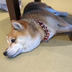 鎌倉乃豆柴カフェ - 