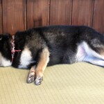 鎌倉乃豆柴カフェ - 