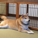 鎌倉乃豆柴カフェ - 