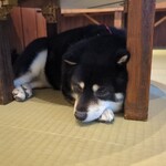 鎌倉乃豆柴カフェ - 