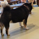 鎌倉乃豆柴カフェ - 