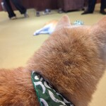 鎌倉乃豆柴カフェ - 