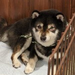 鎌倉乃豆柴カフェ - 