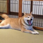 鎌倉乃豆柴カフェ - 