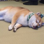 鎌倉乃豆柴カフェ - 