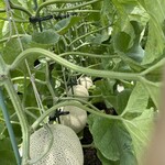 メロン ハウス かわぐち - 