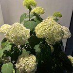 鮨 一二郎 - プロムナード前に見事に咲き誇っていた初夏の紫陽花。