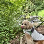 ベーカリー&レストラン 沢村 - ハルニレテラス内の清流