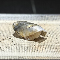 鮨 西崎 - シンコ。
                    酢の塩梅が素晴らしく、バランスの良いシンコです。