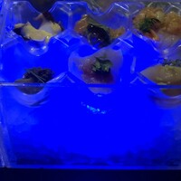 MAIMON GINZA - 