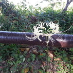 高良山茶屋　望郷亭 - 秋の気配・・・白い彼岸花。