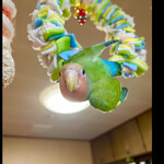 河の家 - おまけ》悪戯っこなマルゴー　　byまみこまみこ