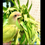 河の家 - すぐにハラミを隠して空芯菜の方に気を紛らわさせました　byまみこまみこ