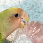 河の家 - 袋がかなり頑丈に包んでくれてるので破けませんでした　byまみこまみこ