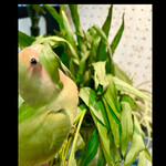 河の家 - 空芯菜や小松菜好きなんですけど　何故かワタクシと同じくハラミに〜笑　　byまみこまみこ