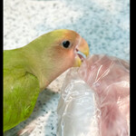 河の家 - 写真を撮ろうとスマホを持ってきた隙に　ハラミに食いつこうとしちゃぃ、、　byまみこまみこ