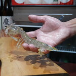 鮨匠 のむら - 蝦蛄(鹿児島県出水産)