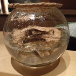 伯雲 - 天竜川の鮎登場。元気に泳ぎ回ってます。