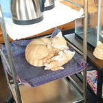 とんかつ雅 - ネコの置物