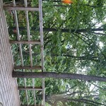 森乃百日氷 森乃湯本店 - 