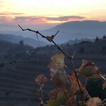 TROSSOS DEL PRIORAT - 